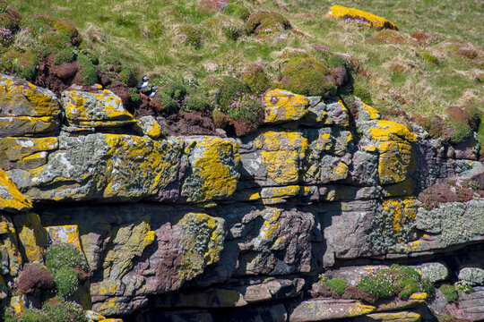 Fradinho (Fratercula arctica) | Atlantic puffin