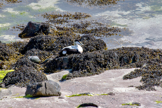 Eider-comum (Somateria mollissima) | Common eider