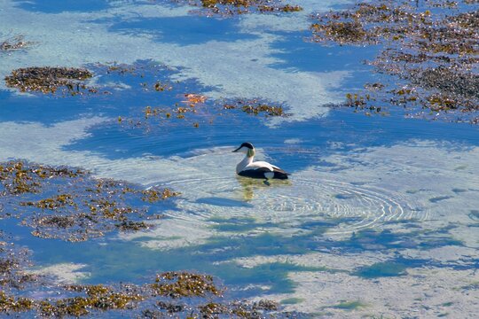 Eider-comum (Somateria mollissima) | Common eider
