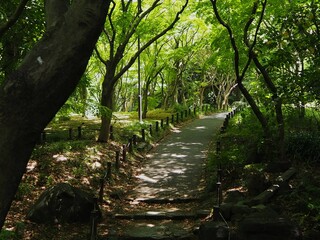 北の丸公園の散歩道