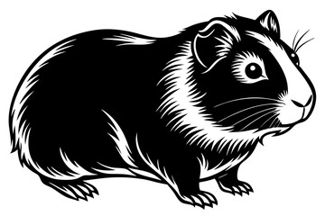 Guinea pig on the white background