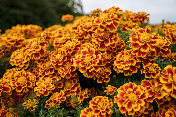 Close-up photo of a bouquet of orange-colored marigolds in bloom