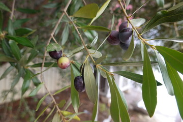 Close-up of dark purple and green olives hanging on a branch with green leaves