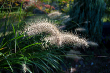Close-up photo of cute fluffy foxtails in bloom