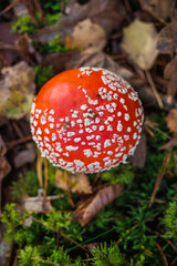 Amanita muscari. Toxic and hallucinogen beautiful red-headed mushroom Fly Agaric in grass on autumn forest background. source of the psycho-active drug Muscarine