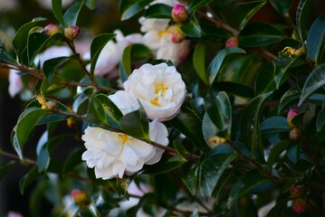 秋の山茶花（さざんか）の花