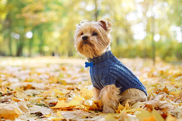 cute beautiful dog Small Yorkshire terrier walking in autumn park with flowers on yellow nature background with sunlight flare Bokeh Background