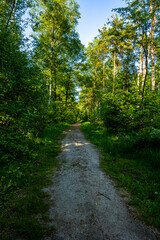 Fototapeta premium Waldweg