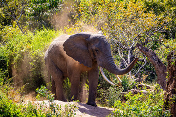 Elefant im grünen