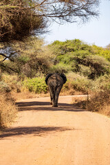 Elefant von hinten