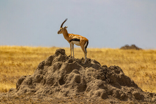 Gazelle steht auf H&uuml;gel