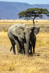 Obraz premium Elefant