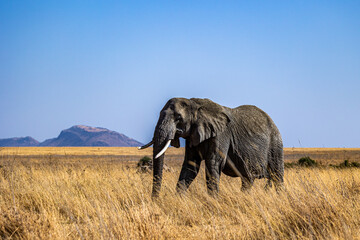 Fototapeta premium Elefant