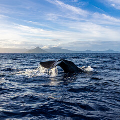 Obraz premium Walflosse