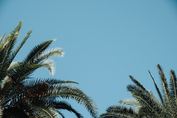 Lush palm leaves fluttering gently in the breeze, creating a serene wallpaper backdrop.