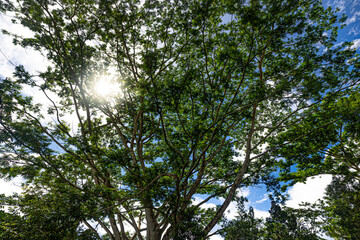 Sonne strahlt durch Blätter