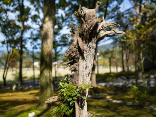 Scene with young leaves growing on old trees in the forest