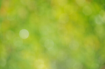 Obraz premium Abstract blurred green nature background.