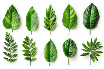A collection of various green leaves arranged in a grid pattern.