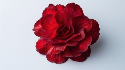 A Single Crimson Begonia Blossom with Delicate Petals