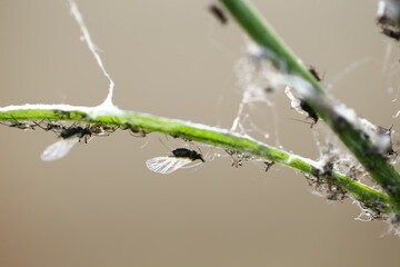a kind of insects named aphid