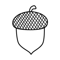 Acorn outline hand drawn raster drawing © Yuliya