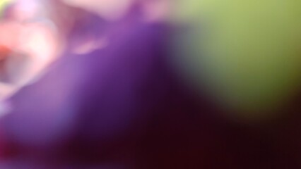 Blurry bokeh background, bright colors, cute, charming, sweet, romantic tone.