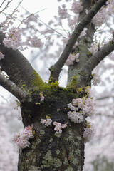 Cherry blossoms in Spring