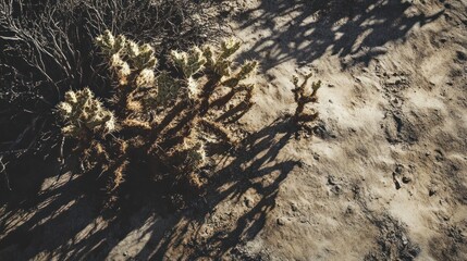 The tree is half green half dry on a white background. Drought, water shortage concept
