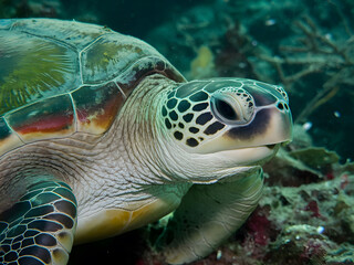 Fototapeta premium Vista submarina de una tortuga marina