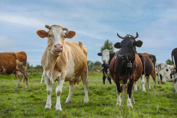 Beautiful cows grazing on green grass outdoors