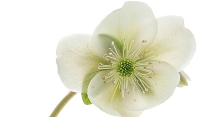 Obraz premium A Close-Up View of a White Flower with Visible Veins and Petals