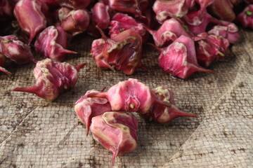 Water Chestnut Trapa natans fruit on shop