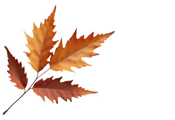 Obraz premium Autumn leaves