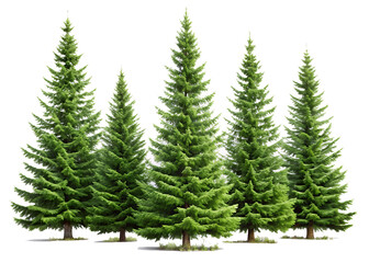 Obraz premium Set of Pinus sylvestris Scotch pine spruce big tall tree isolated on white background as transparent. PNG. AI GENERATED.