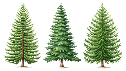 Obraz premium Set of Pinus sylvestris Scotch pine spruce big tall tree isolated on white background as transparent. PNG. AI GENERATED.