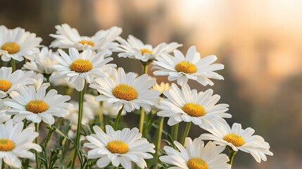 Fototapeta premium A vibrant cluster of white daisies with yellow centers, beautifully blending nature's artistry against a soft background.