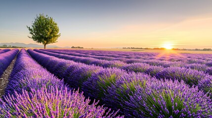 Obraz premium A serene lavender field at sunrise, with vibrant purple rows stretching towards a horizon illuminated by the soft glow of the morning sun.