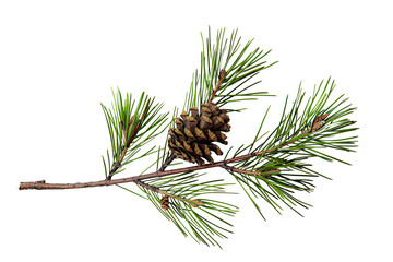 Fototapeta premium green pine branch with cones on white