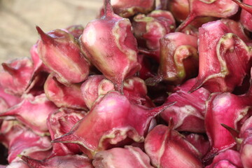 Water Chestnut Trapa natans fruit on shop