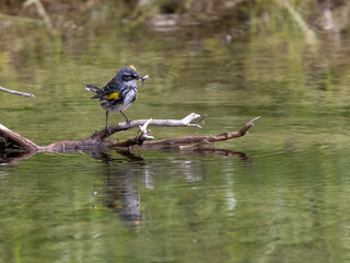 Myrtle Yellow-rumped Warbler in Fairbanks, Alaska