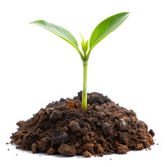 young plant sprouts growing from soil isolated on white background as transparent. PNG. AI GENERATED.