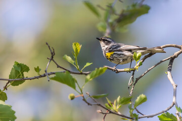 Myrtle Yellow-rumped Warbler in Fairbanks, Alaska