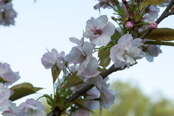 Close up on Flowers in a Park , UK.