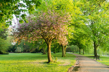 Obraz premium May in a Park in the UK 