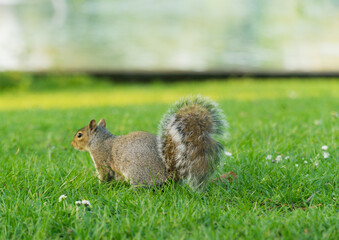 A squirrel in a Park, UK during May