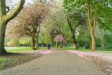 May in a Park in the UK 