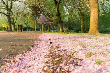 Naklejka premium May in a Park in the UK 