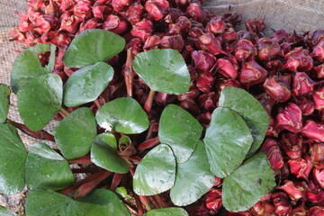Water Chestnut tree with fruit on farm