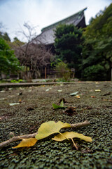 鎌倉2410　妙本寺33　落ち葉